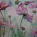 Cosmos