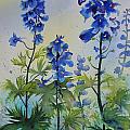 Delphiniums