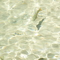 Mountain Stream Trout